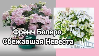 Ампельная гортензия действительно проблемная?