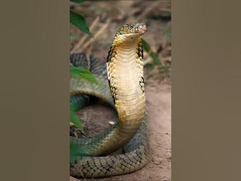 King Cobra | The King Of Snakes - YouTube