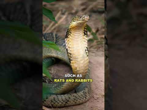 King Cobra |