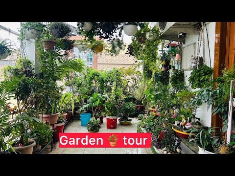 My Evergreen Balcony || Keep Your Balcony Always Green With These Plants || Permanent plants for ...