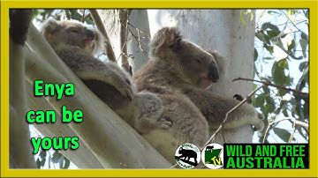 ADOPT Enya wild koala adoptions help fund habitat restoration projects at koala gardens and make the