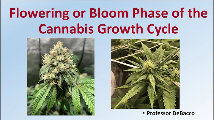 Flowering or Bloom Phase of the Cannabis Growth Cycle - DayDayNews