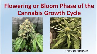 Flowering or Bloom Phase of the Cannabis Growth Cycle screenshot 5