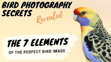 The 7 Elements of the Perfect Bird Image - Bird Photography Secrets Revealed - Jan Wegener Vlog