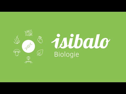 16 - Lyzozomy (BIO - Buněčná biologie)