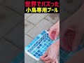小鳥のための小さなプール