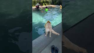 Dog's First Swimming Lesson In A Pool