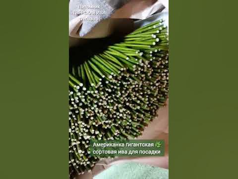 Тверская ива. Американка гигантская сортовая ива для ландшафтного ...