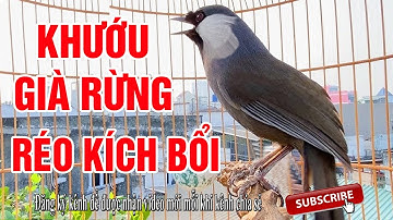 Chim Khướu bạc má - Khướu hót giọng Bắt Cô Trói Cột - Khướu hót