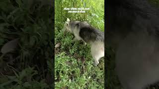 #puppy #dog #youtubeshorts #cute #viralvideo #anjing #dogshorts #fyp #shorts #reels #reel #video