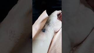 My First Tattoo 🐾  #pawprint #tattoo #customizedtattoo #americanbully