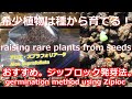 【おすすめ！】希少植物は種から育てる。ジップロック発芽法。アロエ・スプラフォリアータの実生。パート１。