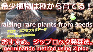 【おすすめ！】希少植物は種から育てる。ジップロック発芽法。アロエ・スプラフォリアータの実生。パート１。