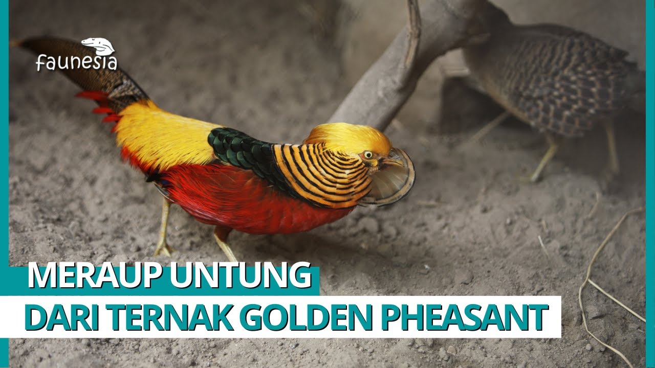 Cara Ternak Ayam Golden Pheasant, Usaha Sampingan Menjanjikan! Faunesia