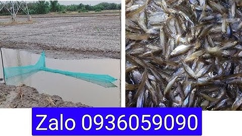 Bán dớn bắt cá, bán lú bắt cá, bán đuôi chuột bắt cá, bán dớn chặn sông, xăm bắt cá 0936059090.