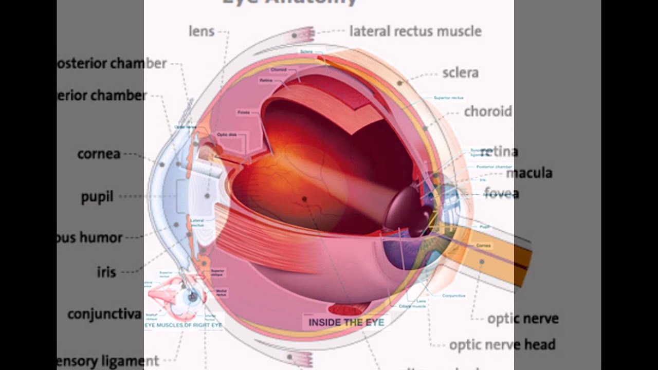 camera iphone 8 plus apk Inside Of The Eye