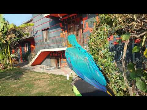Video: Redka Novozelandska Papagaja Ima Razcvet Prebivalstva