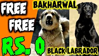 FREE FREE || Black labrador and bakharwal dog for free adoption |@Eyna the gsd life