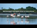 Bird Photography with Tamron 150-500mm f/5-6.7 Di III VXD  Lens | Tamil Photography Tutorials