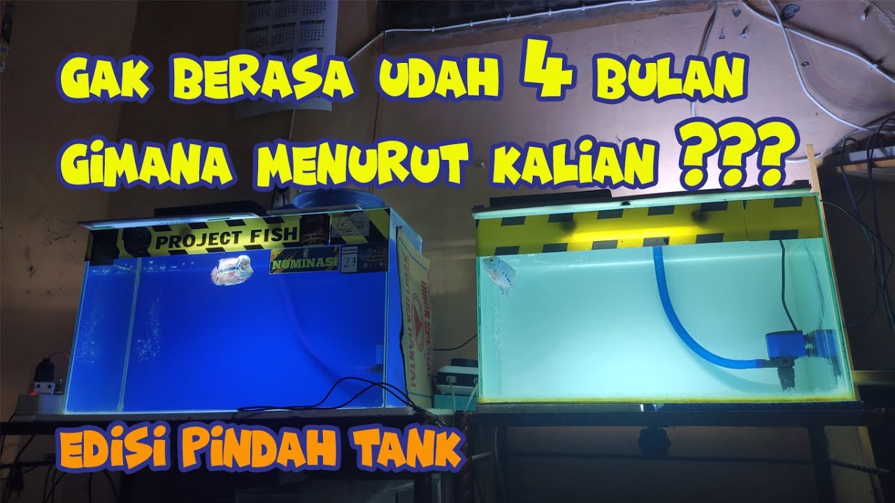 Progress santai Louhan Kamfa F2 Aquarium / Tank Progress untuk Ikan
