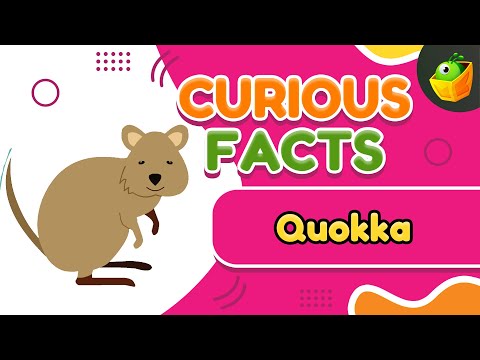 Quokka Fun - Discover How These Cute Animals Think - Meet the Quokkas - Smart, Playful Adventuring