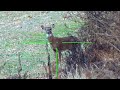 6 Year Old Girl Drops Buck With Suppressed AR | 300 HAM&#39;R | #hunting #shorts