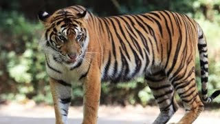 😺green screen animasi hewan buas harimau🐅HD
