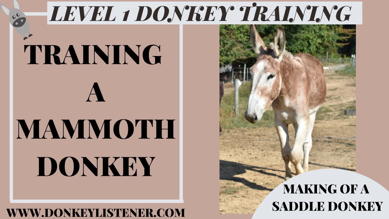 Donkey Training with young Mammoth Donkey {J-Donk!} - YouTube