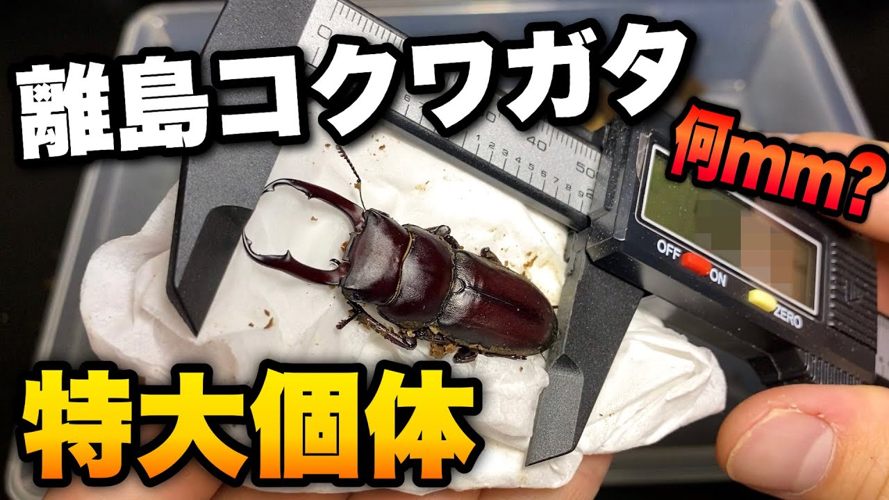 八丈島の赤いコクワガタ成虫を大量に掘出してみた結果【クワガタ
