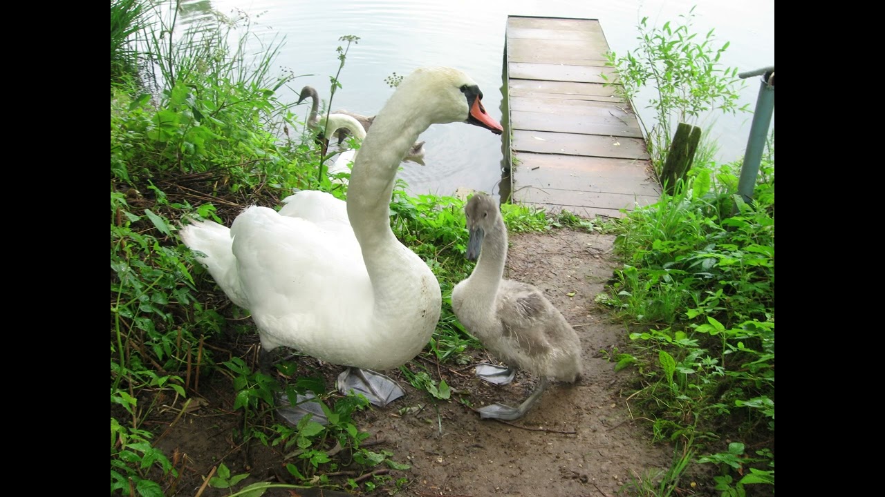 Swan and Wasp! See What Happened During This Feeding (4K)