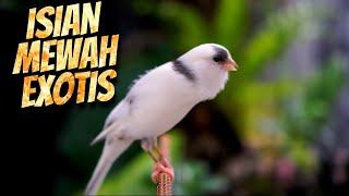 MATERI MEWAH EXOTIS ! MASTERAN KENARI ISIAN BLACKTHROAT GACOR BIKIN CEPET GACOR KENARI BAHAN LOMBA