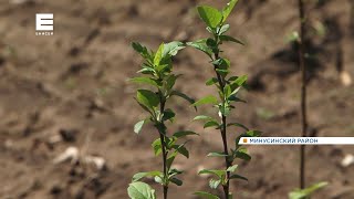 Садоводы на юге Красноярского края массово скупают саженцы яблок, слив и ягод (Енисей Минусинск).