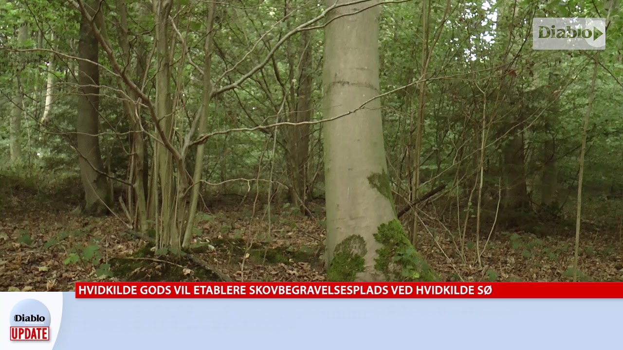 Diablo Update - Hvidkilde Gods vil etablere skovbegravelsesplads ved Hvidkilde Sø video phone beyonce mp3