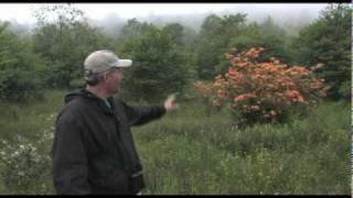 Exploring early successional habitats