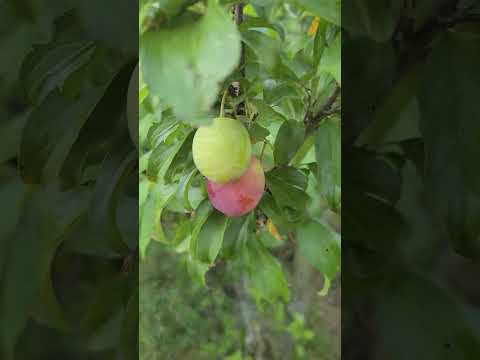 Vídeo: Com es diu la capa exterior d'un arbre?