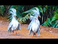 The Kagu Or Cagou Is The Most Unique Bird In The World. (Believe It Or Not-01)