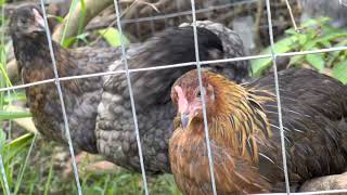 An Olive egger, sapphire gem, frizzle, Phoenix, and a leghorn chicken Hanging out on a branch Net Worth