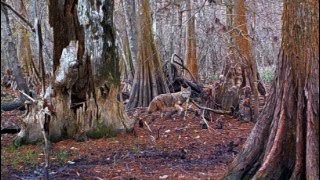 South Louisiana Swamp Cam 2, Five Cameras, 2022-2023