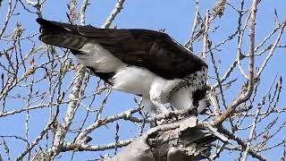 Osprey Eating Shad by MikeBlairOutdoors 423 views 1 month ago 1 minute, 26 seconds