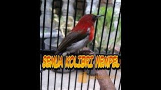 Pikat semua jenis kolibri