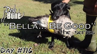 "Bella... Be Good" Introducing Gun Dog to Goose | Ep: #116