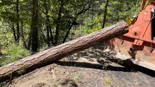 Tractor Logging Farmi 501 Winch Salvaging Bug Killed Douglas Fir for Woodmizer LT15 Sawmill