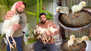 White Shamo Breeder Female Or us k Chicks, King Shamo Farming at Home, Hen Hatching chicks At Home by HSN Entertainment 27,657 views 2 months ago 8 minutes, 45 seconds