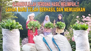 Download Lagu ALHAMDULILLAH PERDANA HASIL MELIMPAH..!! LAHAN BARU TELAH BERHASIL DAN MEMUASKAN MP3 Download Lagu ALHAMDULILLAH PERDANA HASIL MELIMPAH..!! LAHAN BARU TELAH BERHASIL DAN MEMUASKAN MP3