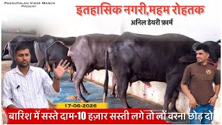  बारिश में सस्ते दाम-10 हज़ार सस्ती लगे तो लो वरना छोड़ दो || ANIL DAIRY FARM ,MAHAM ROHTAK
