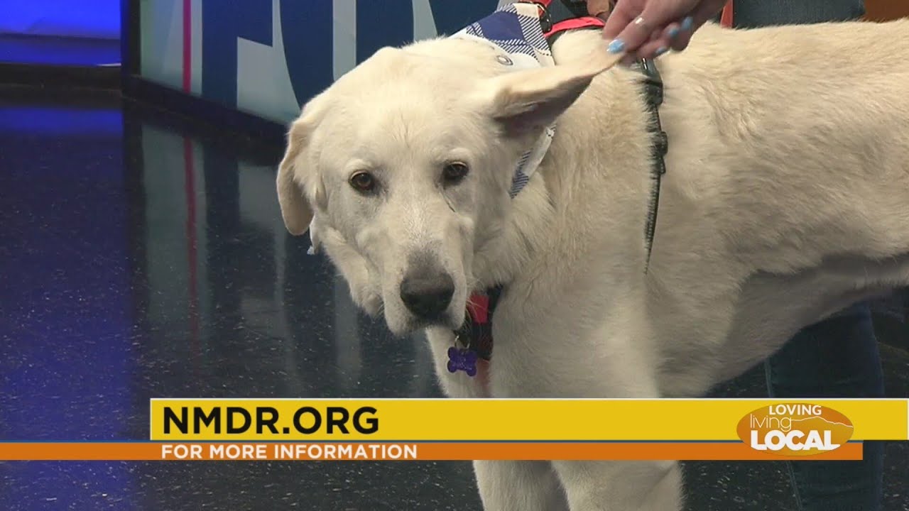 National Mill Dog Rescue - Give! Pikes Peak