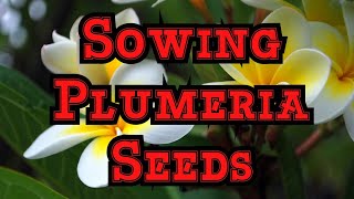 Best way to Sow Plumeria Frangipani seeds: Tips for Checking Viability and get fast germination screenshot 4