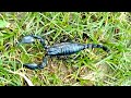 Spotted a scorpion