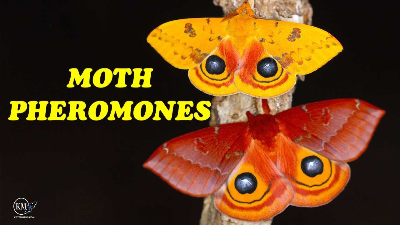 SENSITIVITY OF MOTH CHEMICAL PHEROMONE ORGANS