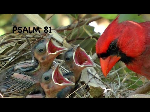 Psalm 81